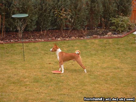 Basenji Wann wird es endlich wieder Sommer ?