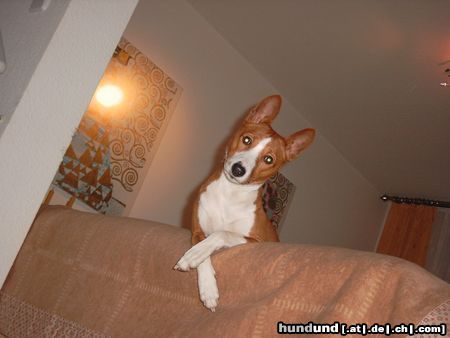 Basenji Hunde Foto 6961 Basenji high...