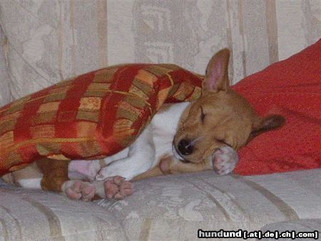 Basenji Hunde Foto 18145 in höherer Auflösung ansehen Basenji Charly vom Eichbuschweg