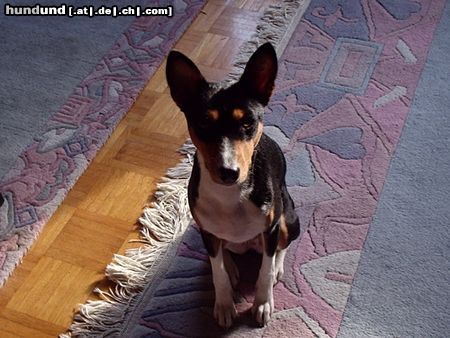 Basenji Hunde Foto 22018 in höherer Auflösung ansehen Basenji Hast du ein Leckerli für mich?