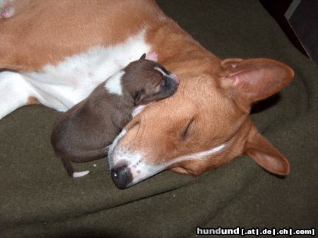 Basenji Hunde Foto 17398 Basenji Amber mit Tochter Anima