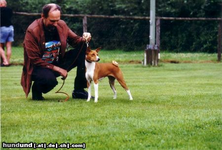 Basenji Hunde Foto 22594 Basenji Unsere Hündin Over the Rainbow out of Africa, die Mutter von African Rainbow´s A+B Würfe