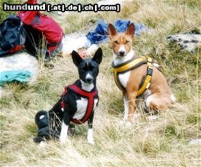 Basenji Hunde Foto 6875 Basenji Ebo und Luba, die Rucksackwächter