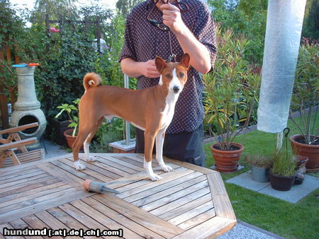 Basenji Hunde Foto 24655 in höherer Auflösung ansehen Basenji African Magic Moment`s Chinua