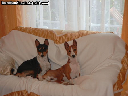 Basenji Hunde Foto 24652 in höherer Auflösung ansehen Basenji Eddie & Murphy