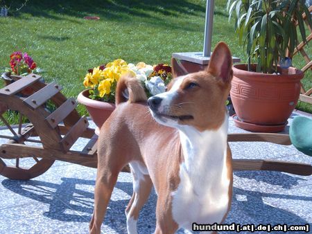 Basenji Hunde Foto 21078 in höherer Auflösung ansehen Basenji Die Schwalben sind wieder da...
