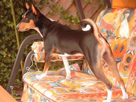 Basenji Hunde Foto 26967 in höherer Auflösung ansehen Basenji Eddie