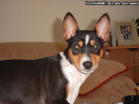 Basenji Hunde Foto 19984 in höherer Auflösung ansehen Basenji Bizayo Bashiri