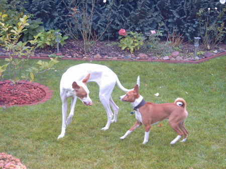Basenji Hunde Foto 26968 in höherer Auflösung ansehen Basenji Murphy und Solar