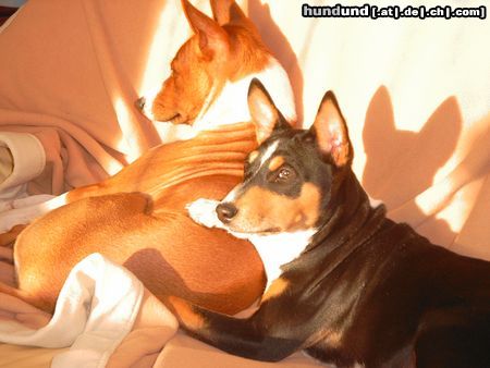 Basenji Hunde Foto 20965 in höherer Auflösung ansehen Basenji