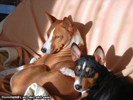 Basenji Hunde Foto 19625 in höherer Auflösung ansehen Basenji Endlich Sonne