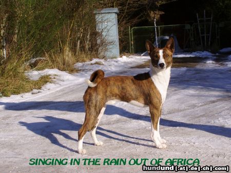 Basenji Hunde Foto 4011 Basenji Singing In The Rain Out Of Africa