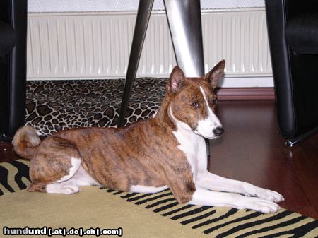Basenji Hunde Foto 15526 Basenji
