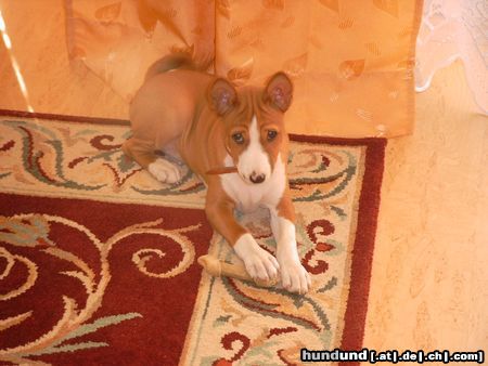 Basenji Hunde Foto 3835 Basenji African Magic Moment's Chinua - 10 Wochen alt