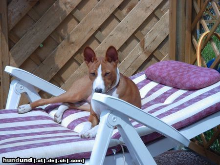 Basenji Hunde Foto 4600 Basenji relaxed