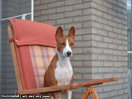 Basenji Hunde Foto 12799 Basenji African Magic Moment\'s Chinua (Murphy)