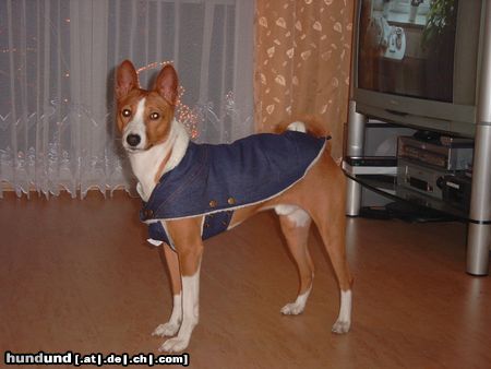Basenji Hunde Foto 7395 Basenji Jetzt kann der Winter kommen...