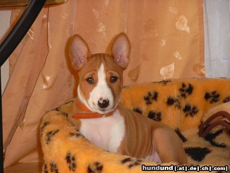 Basenji Hunde Foto 3836 Basenji African Magic Moment's Chinua - hier bin ich schon 3 Monate alt