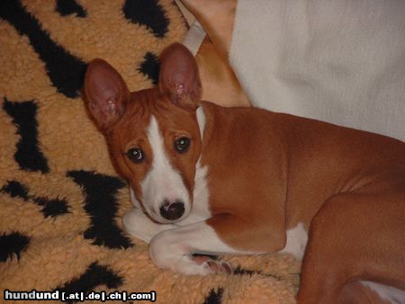 Basenji Hunde Foto 4429 Basenji Chinua, genannt Murphy