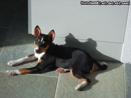 Basenji Hunde Foto 18981 in höherer Auflösung ansehen Basenji