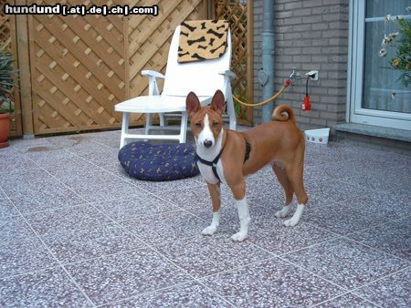 Basenji Hunde Foto 4430 Basenji Murphy