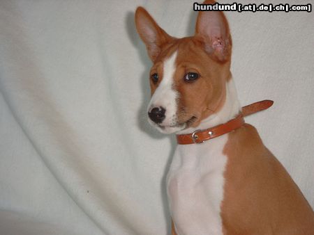 Basenji Hunde Foto 3843 Basenji African Magic Moment's Chinua