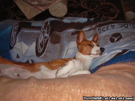 Basenji Hunde Foto 6944 Basenji I feel good...