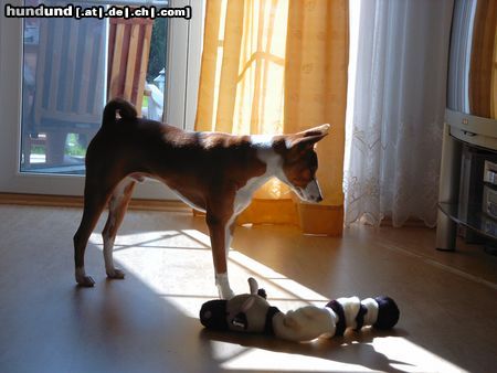 Basenji Hunde Foto 5319 Basenji