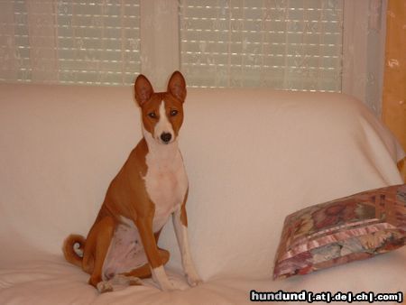 Basenji Hunde Foto 5320 Basenji