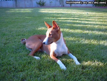 Basenji Hunde Foto 12798 Basenji African Magic Moment's Chinua (Murphy)