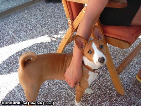 Basenji Hunde Foto 4431 Basenji Murphy (Chinua)