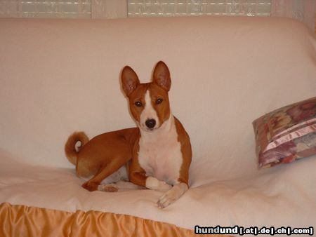 Basenji Hunde Foto 5321 Basenji