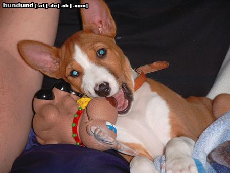Basenji Hunde Foto 3851 Basenji ohne Worte