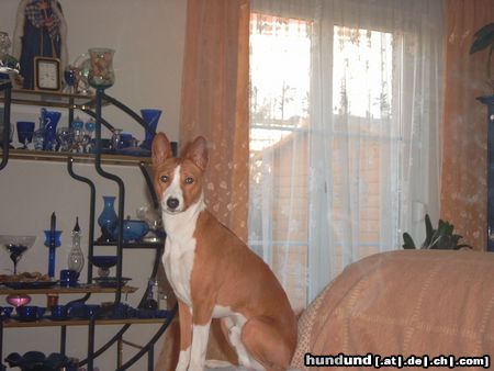 Basenji Hunde Foto 6945 Basenji