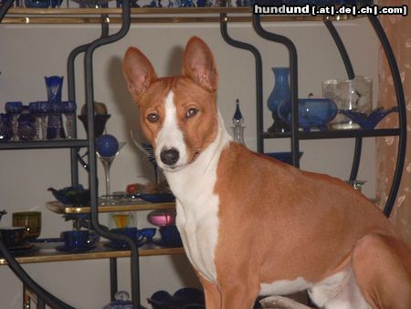 Basenji Hunde Foto 6946 Basenji