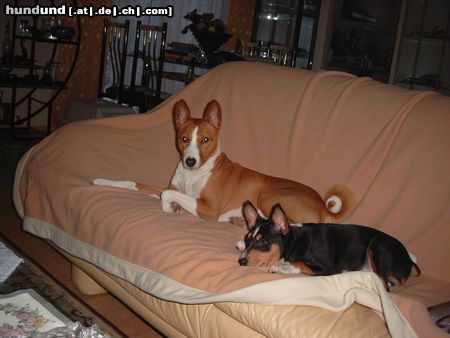 Basenji Hunde Foto 18831 in höherer Auflösung ansehen Basenji Eddie&Murphy