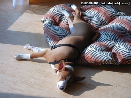 Basenji Hunde Foto 3837 Basenji African Magic Moment's Chinua - Ah, Sonne!