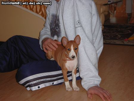 Basenji Hunde Foto 3945 Basenji Chinua