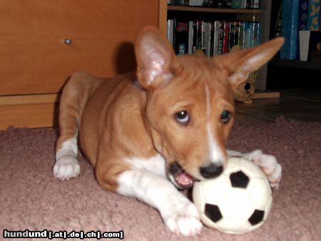 Basenji Hunde Foto 20174 in höherer Auflösung ansehen Basenji Im Tor bin ich die Beste...