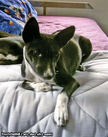 Basenji Hunde Foto 14584 Basenji Troy mit 5 Monaten