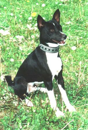 Basenji Hunde Foto 2070 Basenji