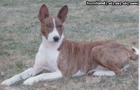 Basenji Hunde Foto 7505 Basenji Serengeti Rock On To Kokojambo
