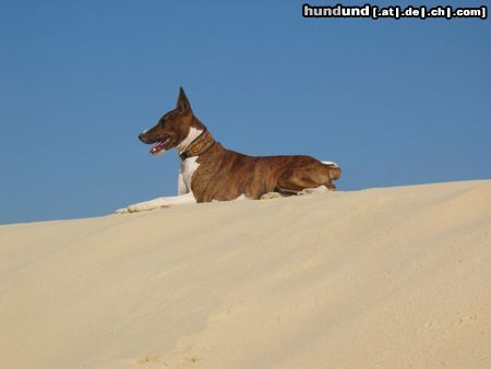 Basenji Hunde Foto 12788 Basenji Serengeti Rock On To Kokojambo
