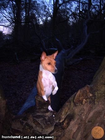 Basenji Hunde Foto 21242 Basenji Ch. Zia