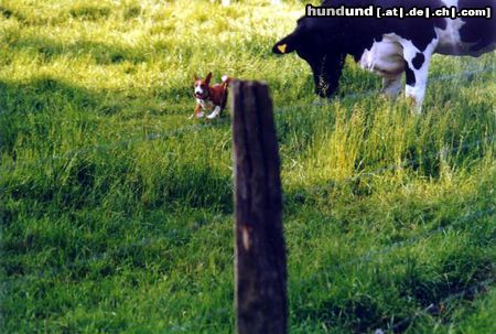 Basenji Hunde Foto 4390 Basenji Adanna kann von der Leine gelassen werden,auch was seltenes bei Basenjis,dass ist auch ein Hund von unserem A-Wurf