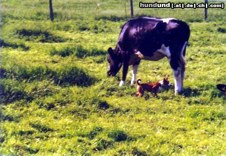 Basenji Hunde Foto 4391 Basenji Adanna kann von der Leine gelassen werden,auch was seltenes bei Basenjis,dass ist auch ein Hund von unserem A-Wurf