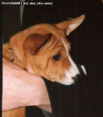 Basenji Hunde Foto 8980 Basenji !!soooo süssssss!!