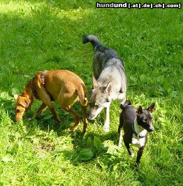 Basenji Hunde Foto 22305 in höherer Auflösung ansehen Basenji Aragorns Tochter Sha´Uri mit Freunden