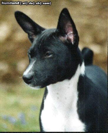 Basenji Hunde Foto 8982 Basenji Aragorn Shadows of the Congo