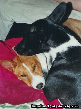 Basenji Hunde Foto 8981 Basenji Die Liebe ist eine Himmelsmacht! :)